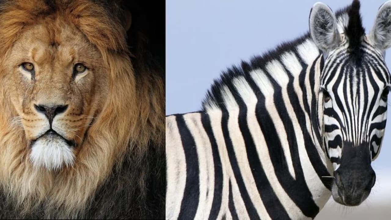 இறைச்சி பிரியர்களுக்கு செம்ம செய்தி.. விரைவில் புலி சிங்கம் இறைச்சி உண்ணும் வாய்ப்பு.. ஆய்வகத்தில் சோதனை.