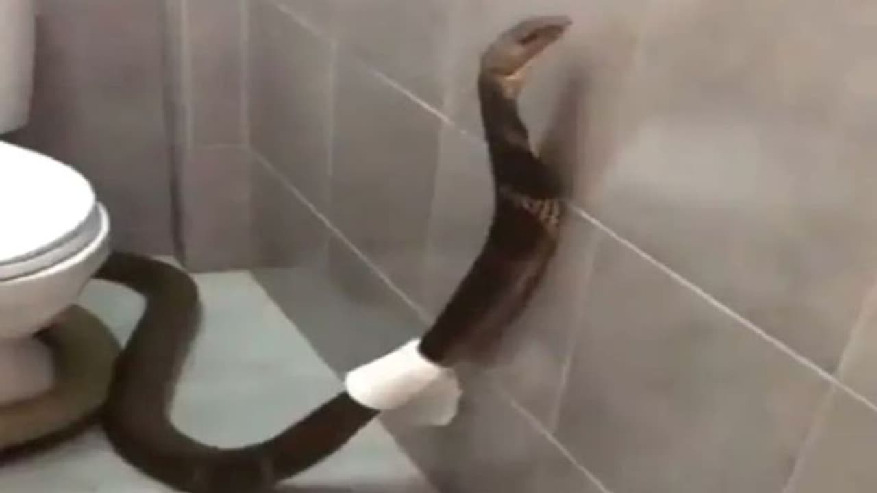 Viral Video: शरीर पर टायलेट पेपर लपेटे बाथरूम की सैर कर रहा खतरनाक सांप, नजर पड़ते ही घरवालों ने किया यह काम Viral Video: शरीर पर टायलेट पेपर लपेटे बाथरूम की सैर कर रहा खतरनाक सांप, नजर पड़ते ही घरवालों ने किया यह काम