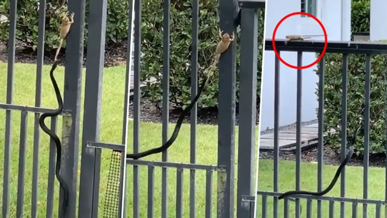 'Never give up': A frog and snake’s flight will teach you a lesson for life; watch