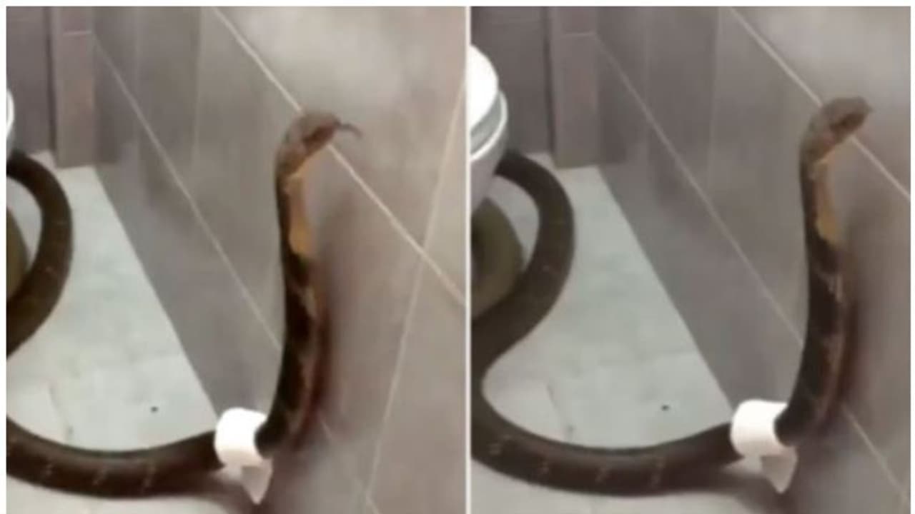 Viral Video : ശുചിമുറിയ്‌ക്കുള്ളില്‍ കുടുങ്ങിയ കൂറ്റന്‍ രാജവെമ്പാല; വെെറലായി വീഡിയോ