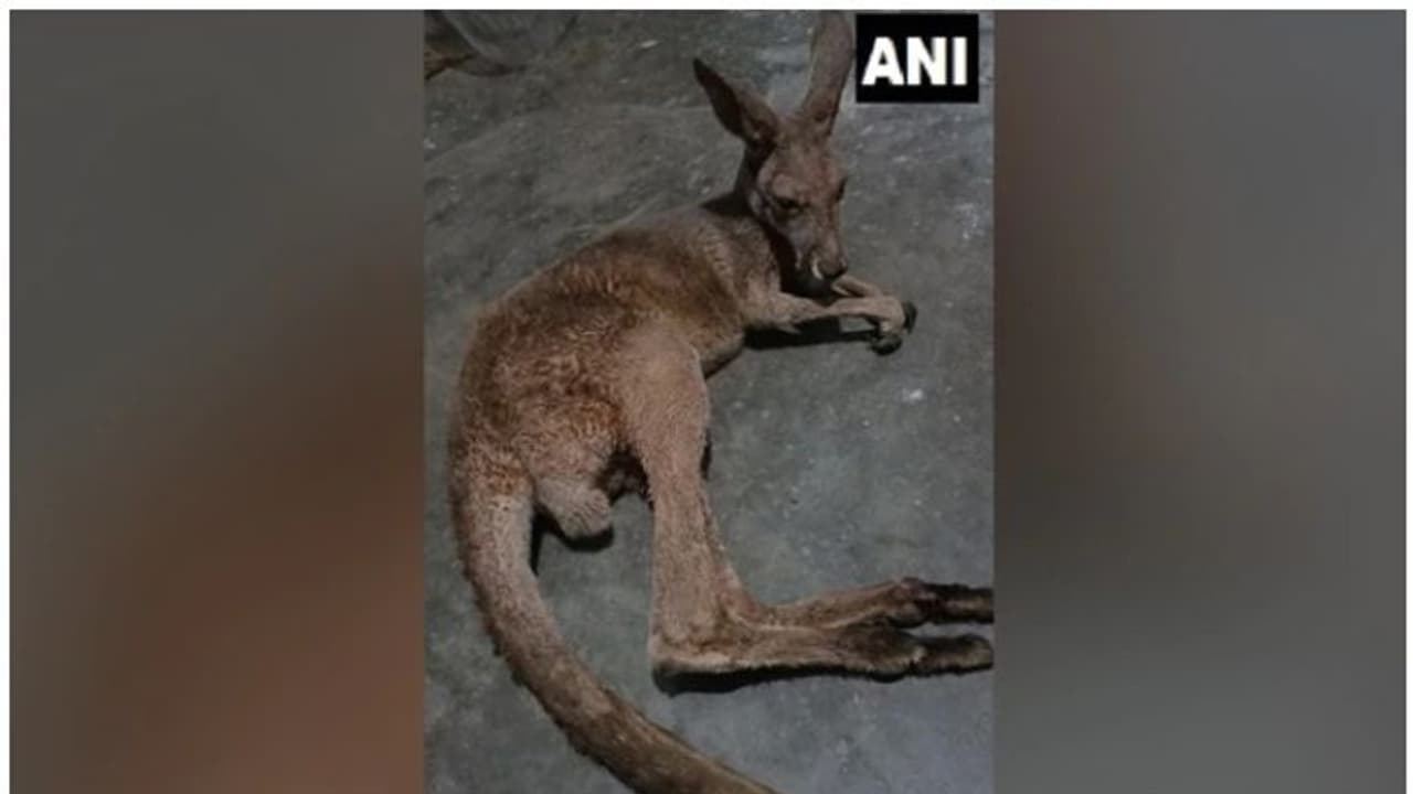 ബംഗാൾ വനത്തിൽ കംഗാരുക്കുട്ടികൾ പരിക്കേറ്റ നിലയിൽ; അന്വേഷണത്തിന് പ്രത്യേക സംഘം ബംഗാൾ വനത്തിൽ കംഗാരുക്കുട്ടികൾ പരിക്കേറ്റ നിലയിൽ; അന്വേഷണത്തിന് പ്രത്യേക സംഘം