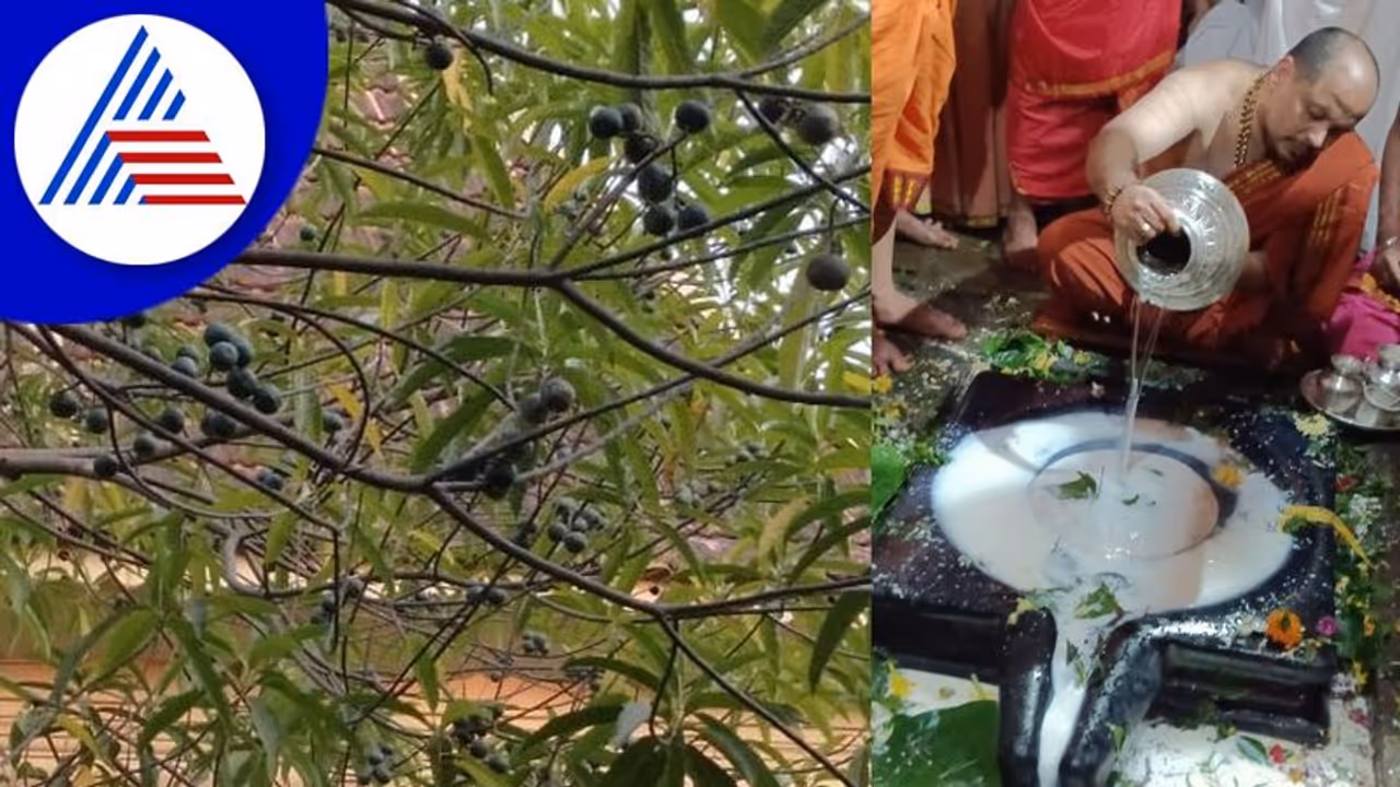 ಗೋಕರ್ಣದಲ್ಲಿ ಫಲ ಕೊಟ್ಟ ರುದ್ರಾಕ್ಷಿ ಗಿಡ: ಇದು ಶಿವನ ಪವಾಡವೆಂದ ಭಕ್ತರು! ಗೋಕರ್ಣದಲ್ಲಿ ಫಲ ಕೊಟ್ಟ ರುದ್ರಾಕ್ಷಿ ಗಿಡ: ಇದು ಶಿವನ ಪವಾಡವೆಂದ ಭಕ್ತರು!