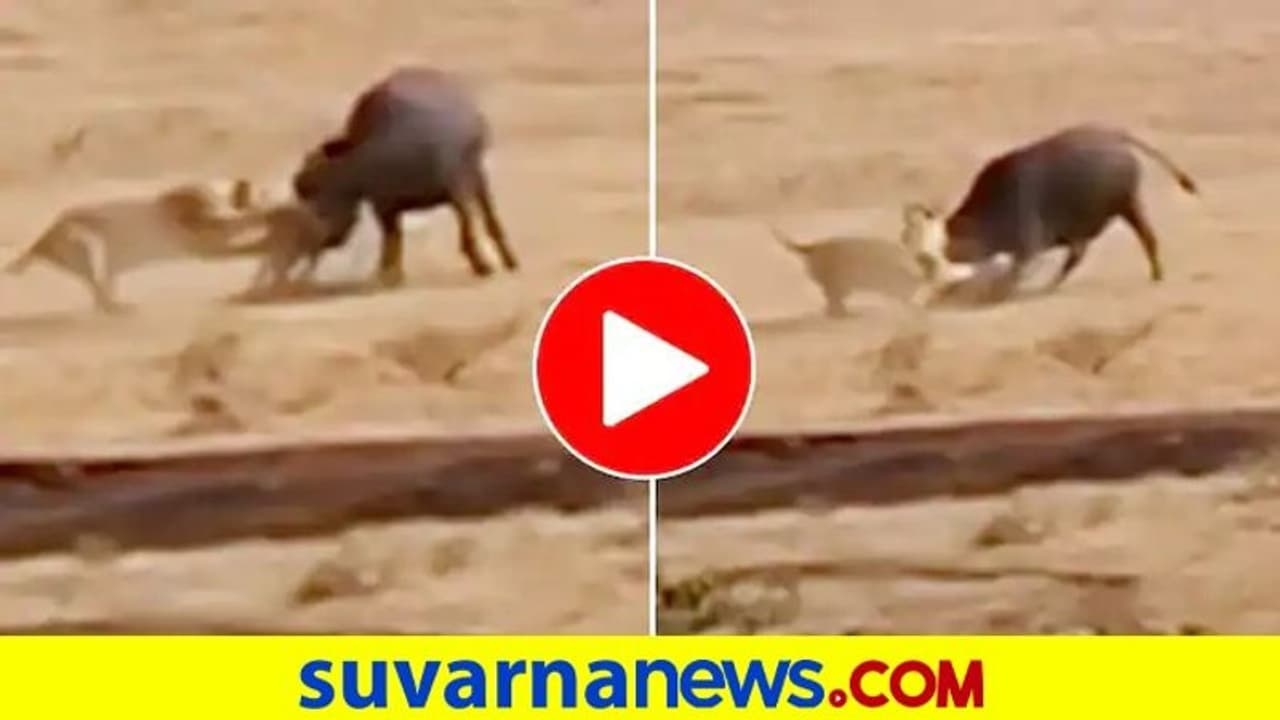 ತನ್ನ ಕರುವನ್ನು ಬೇಟೆಯಾಡಲು ಬಂದ ಸಿಂಹಗಳ ಹಿಮ್ಮಟ್ಟಿಸಿದ ಕಾಡೆಮ್ಮೆಗಳು