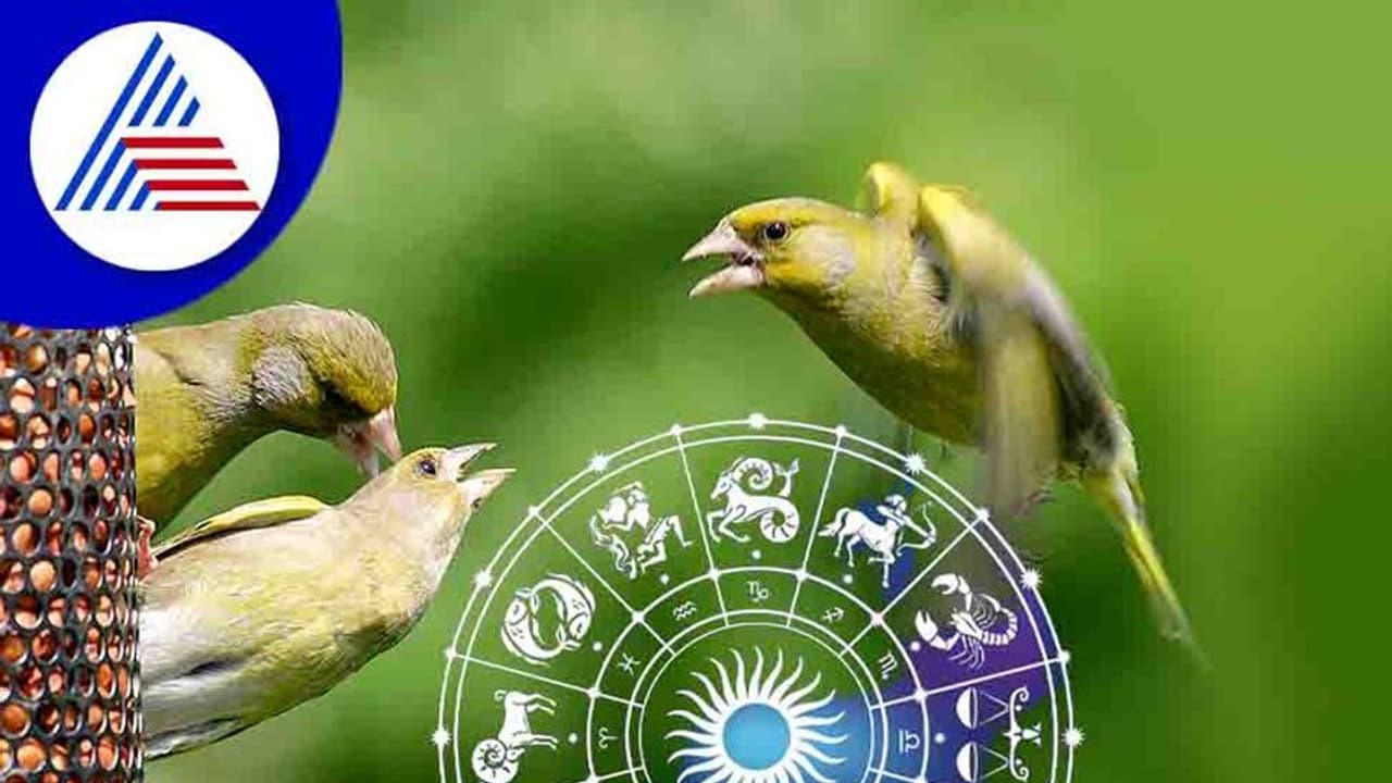 ಹಕ್ಕಿಗಳಿಗೆ ಆಹಾರ ನೀಡಿ ಅದೃಷ್ಟ ಹೆಚ್ಚಿಸ್ಕೊಳೋದು ಹೇಗೆ?