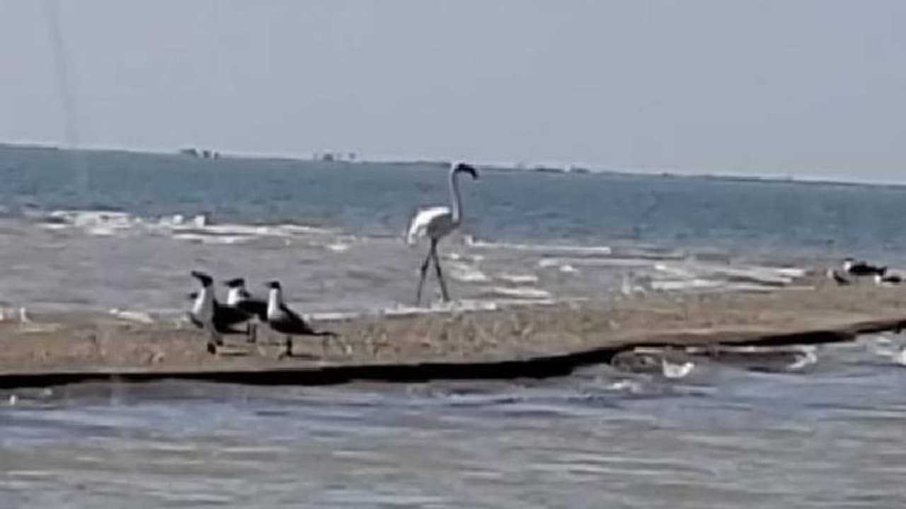 Pink Floyd flamingo : 17 വർഷങ്ങൾക്ക് മുമ്പ് മൃഗശാലയിൽ നിന്നും മുങ്ങി, ഫ്ലമിംഗോയെ ടെക്സാസിൽ കണ്ടെത്തി Pink Floyd flamingo : 17 വർഷങ്ങൾക്ക് മുമ്പ് മൃഗശാലയിൽ നിന്നും മുങ്ങി, ഫ്ലമിംഗോയെ ടെക്സാസിൽ കണ്ടെത്തി