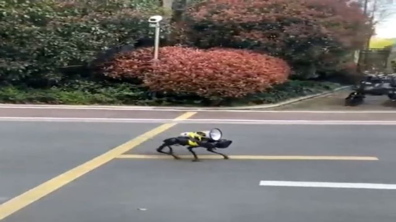 Lockdown के बीच चीन में सड़कों पर दिखा अजीब जानवर! उसे देखते ही लोगों ने घर के दरवाजे खिड़की बंद कर लिए Lockdown के बीच चीन में सड़कों पर दिखा अजीब जानवर! उसे देखते ही लोगों ने घर के दरवाजे खिड़की बंद कर लिए