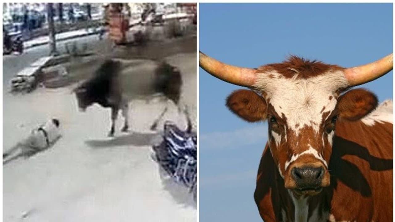 പൊലീസുകാരനെ പിന്നിൽ നിന്ന് കുത്തിമറിച്ച് കാള, വീഡിയോ