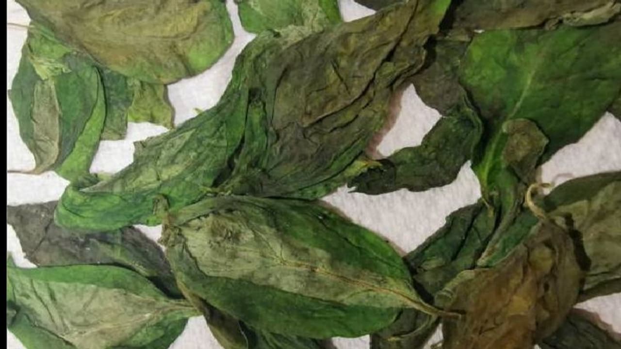 ঝরে পড়া শুকনো তুলসী পাতা খুলে দেবে অর্থভাগ্য, এই টোটকা ম্যাজিকের মতো কাজ করে 