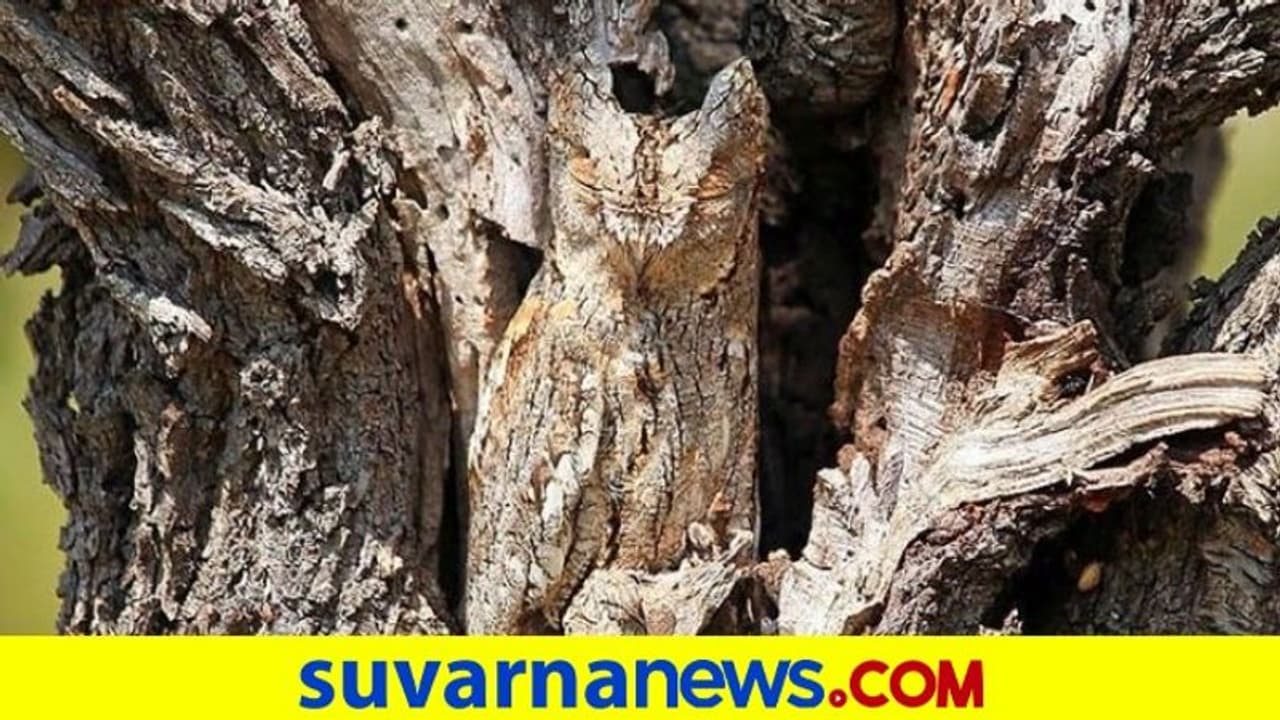 Super Photo: ಈ ಚಿತ್ರದಲ್ಲಿ ಅಡಗಿರುವ ಪಕ್ಷಿ ಗುರುತಿಸಿ... ಅದ್ಭುತ ಪೋಟೋ! Super Photo: ಈ ಚಿತ್ರದಲ್ಲಿ ಅಡಗಿರುವ ಪಕ್ಷಿ ಗುರುತಿಸಿ... ಅದ್ಭುತ ಪೋಟೋ!