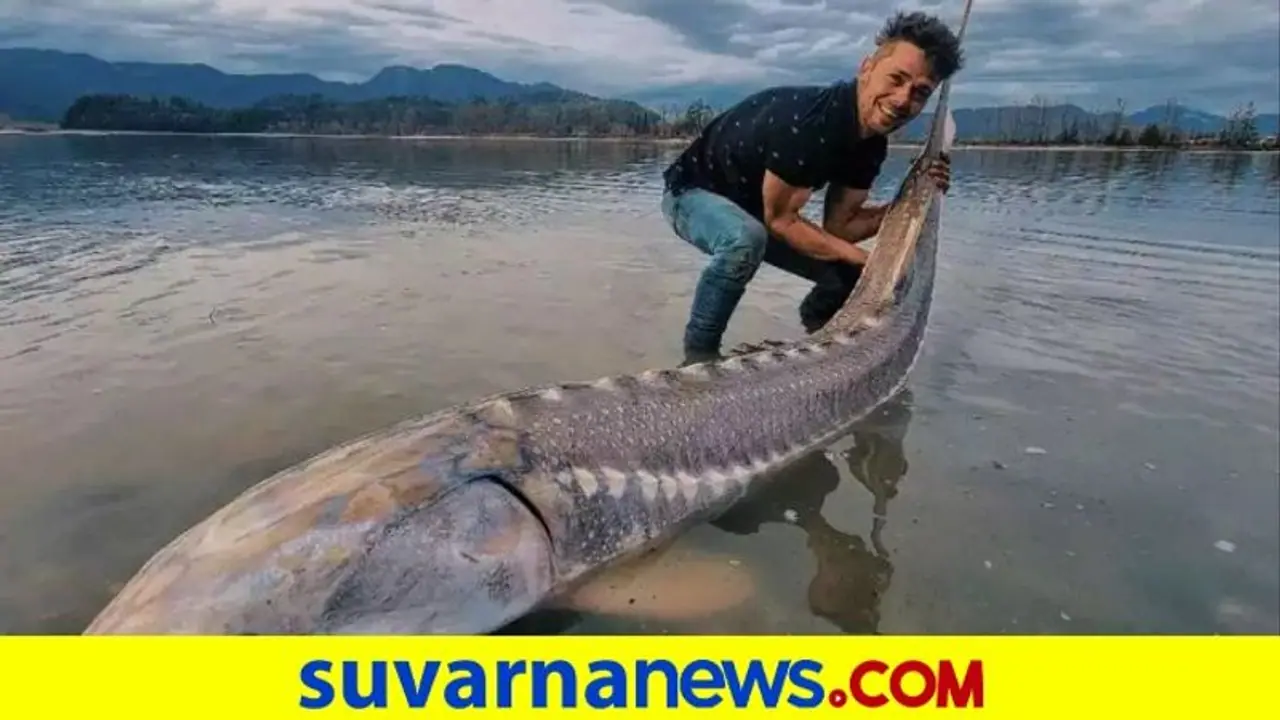 ಲಿವಿಂಗ್ ಡೈನೋಸಾರ್ ಎಂದು ಕರೆಯಲ್ಪಡುವ ಭಾರಿ ಗಾತ್ರದ ಮೀನು ಬಲೆಗೆ