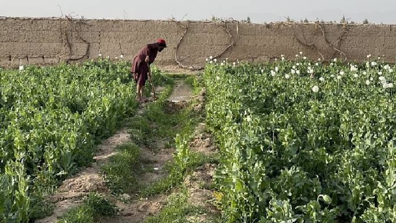 Why Taliban banned opium cultivation in Afghanistan Why Taliban banned opium cultivation in Afghanistan
