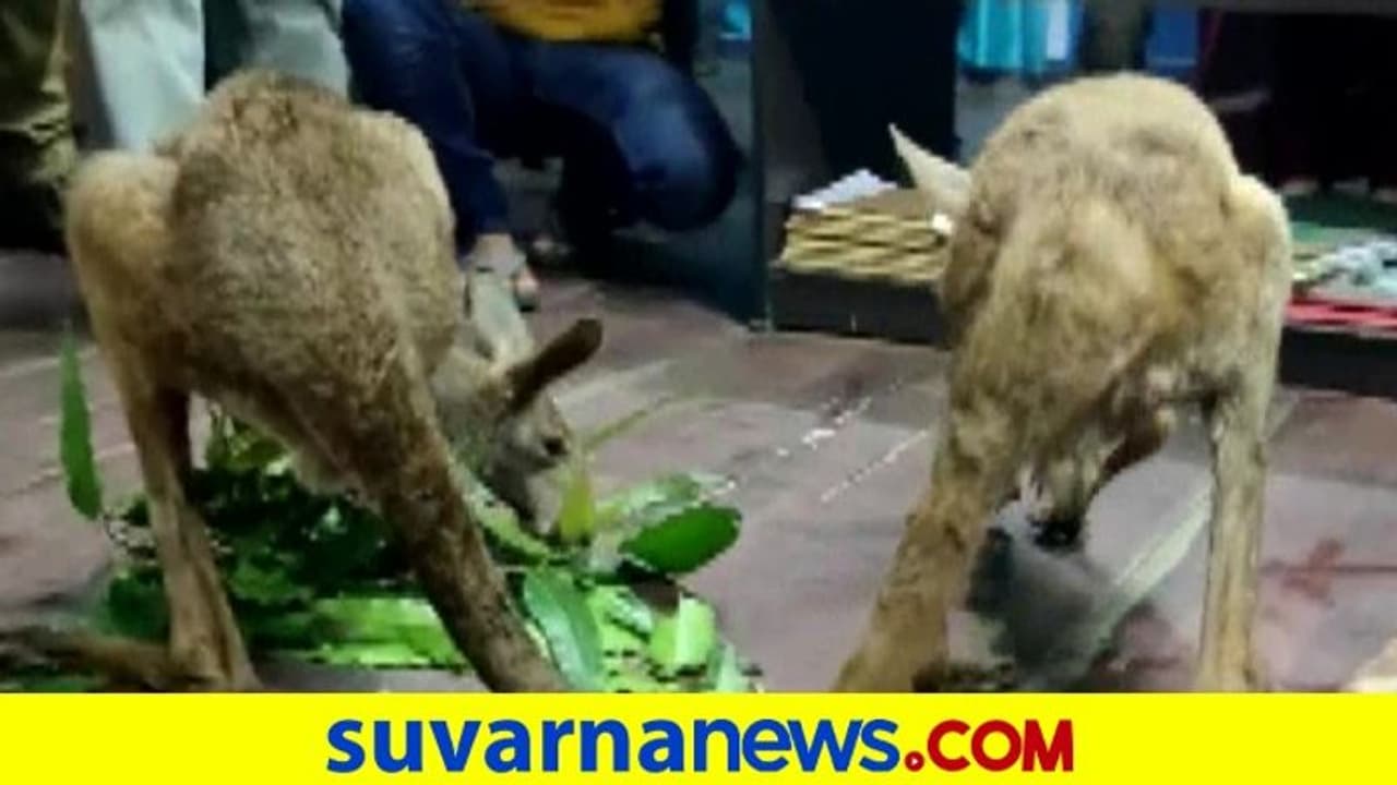 ಪಶ್ಚಿಮ ಬಂಗಾಳದಲ್ಲಿ ಕಾಂಗರೂಗಳ ಓಡಾಟ ಪತ್ತೆ: ವಿಡಿಯೋ ವೈರಲ್‌