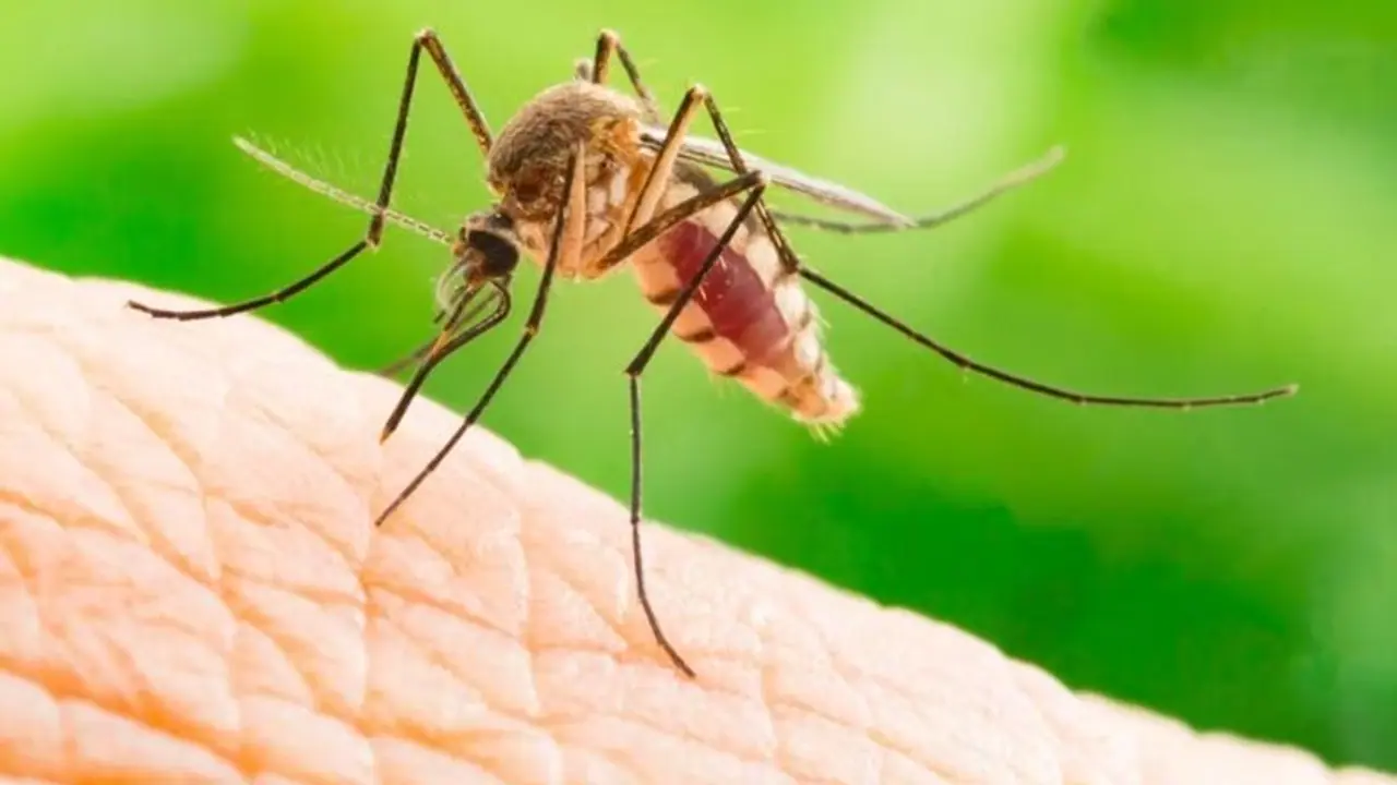 Dengue Fever : ഡെങ്കിപ്പനി, ചിക്കുൻഗുനിയ എന്നിവ പടരുന്നത് നിയന്ത്രിക്കാൻ പരീക്ഷണവുമായി ഗവേഷകർ Dengue Fever : ഡെങ്കിപ്പനി, ചിക്കുൻഗുനിയ എന്നിവ പടരുന്നത് നിയന്ത്രിക്കാൻ പരീക്ഷണവുമായി ഗവേഷകർ