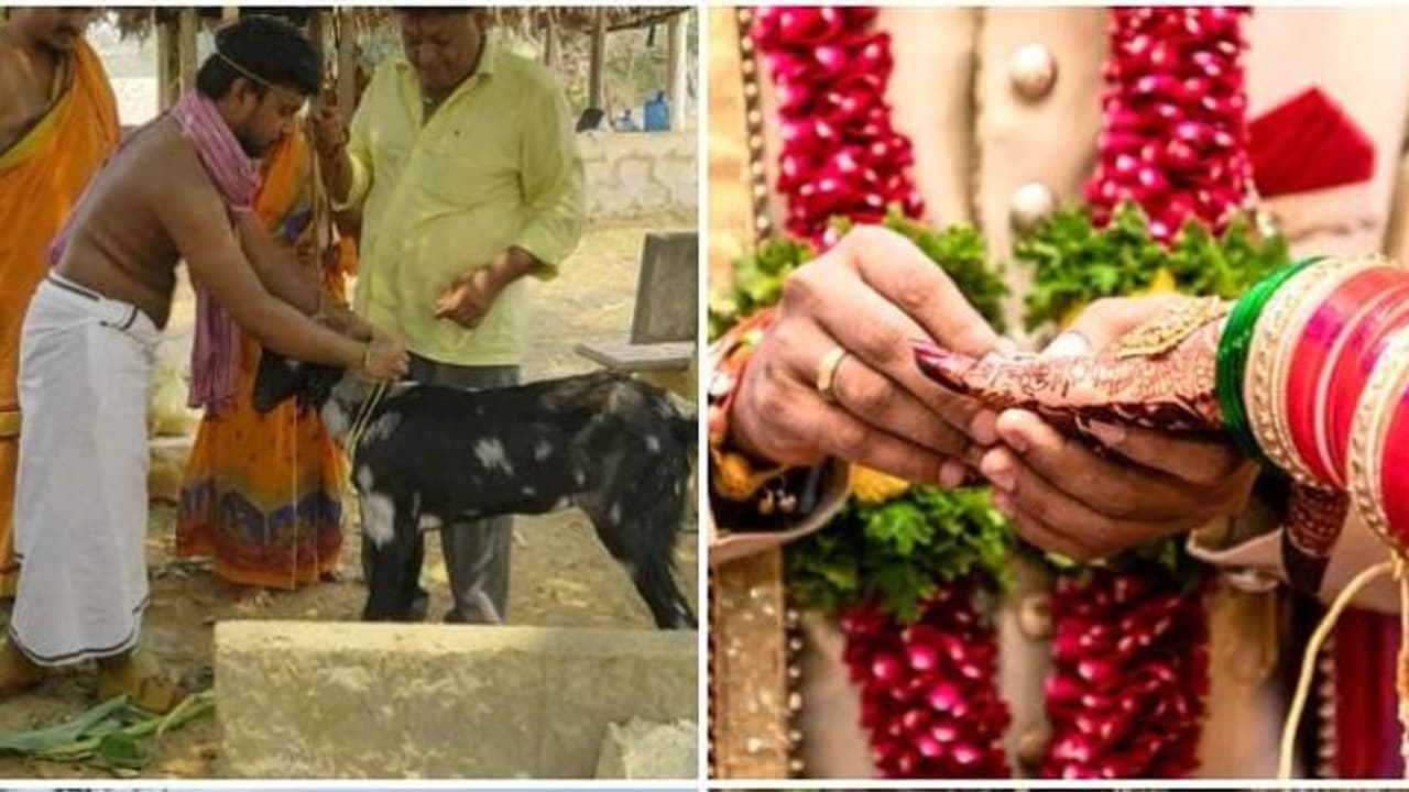 ஆட்டை திருமணம் செய்த 90 கிட்ஸ் இளைஞர்...! தோஷ நிவர்த்திக்காக இப்படியா..? ஆட்டை திருமணம் செய்த 90 கிட்ஸ் இளைஞர்...! தோஷ நிவர்த்திக்காக இப்படியா..?