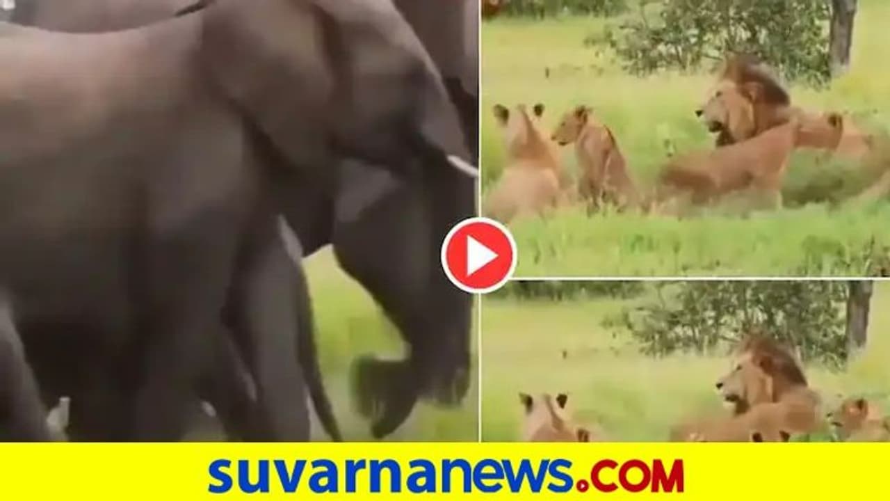 ಗಜಪಡೆ ನೋಡಿ ಬೆಕ್ಕಿನಂತೆ ಓಟಕಿತ್ತ ಸಿಂಹಗಳು.. ಇದೆಂಥಾ ವಿಚಿತ್ರ