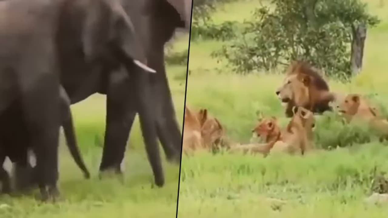 Lion’s pride run for their life after the elephant herd approaches, watch