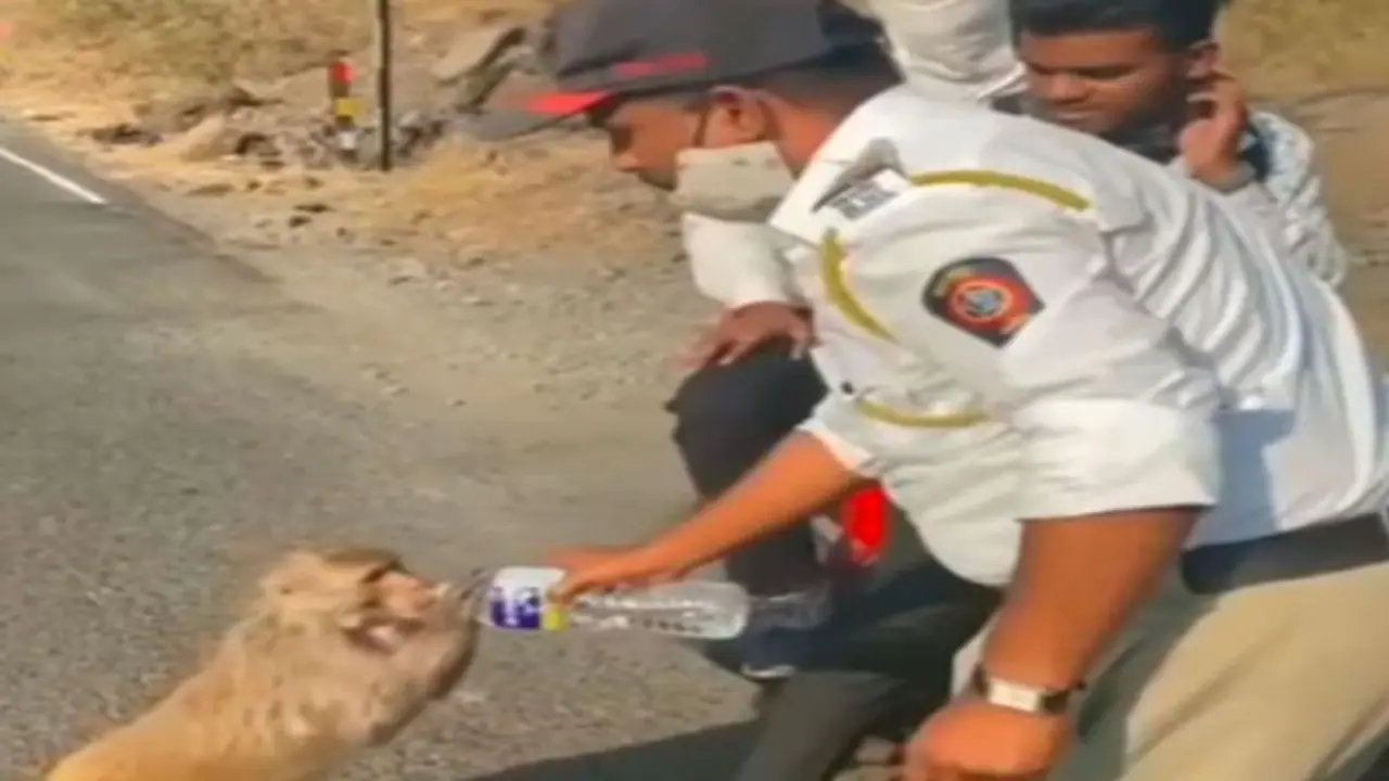 दिल को छू लेगा ये वीडियो, जब बंदर को लगी प्यास तो इस पुलिसकर्मी ने किया ऐसा काम 