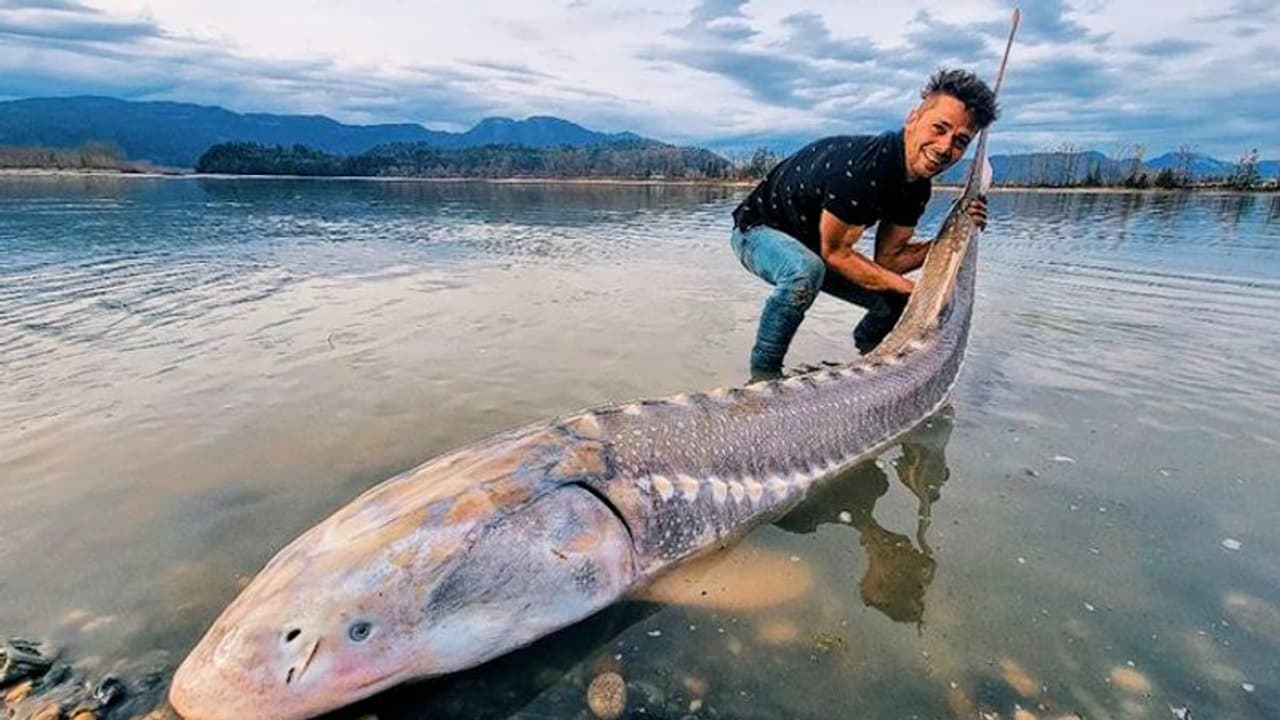 Watch: Alberta man catches 8 feet long sturgeon from Fraser river Watch: Alberta man catches 8 feet long sturgeon from Fraser river