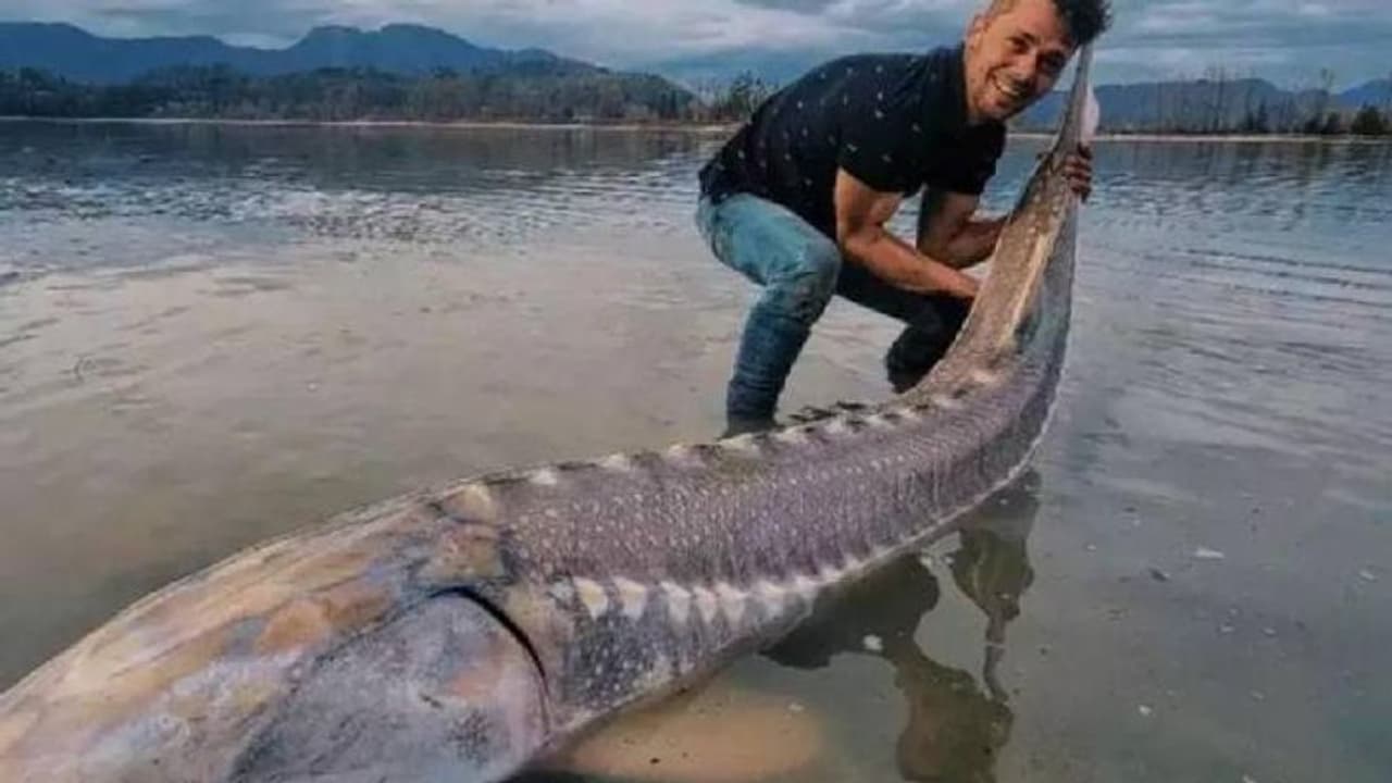 'ജീവിച്ചിരിക്കുന്ന ദിനോസർ', യുവാവിനെ അമ്പരപ്പിച്ച് പിടിയിലായത് ഭീമൻ കടൽക്കൂരി 'ജീവിച്ചിരിക്കുന്ന ദിനോസർ', യുവാവിനെ അമ്പരപ്പിച്ച് പിടിയിലായത് ഭീമൻ കടൽക്കൂരി