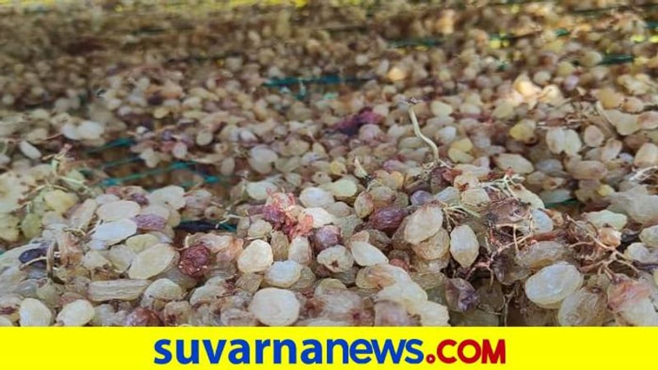 ವಿಜಯಪುರದಲ್ಲಿ ಆಲಿಕಲ್ಲು ಮಳೆ ತಂದ ಆಪತ್ತು: 'ಕೈಗೆ ಬಂದ ತುತ್ತು ಬಾಯಿಗೆ ಬಾರದೆ' ಕಂಗಾಲಾದ ಅನ್ನದಾತ..! ವಿಜಯಪುರದಲ್ಲಿ ಆಲಿಕಲ್ಲು ಮಳೆ ತಂದ ಆಪತ್ತು: 'ಕೈಗೆ ಬಂದ ತುತ್ತು ಬಾಯಿಗೆ ಬಾರದೆ' ಕಂಗಾಲಾದ ಅನ್ನದಾತ..!