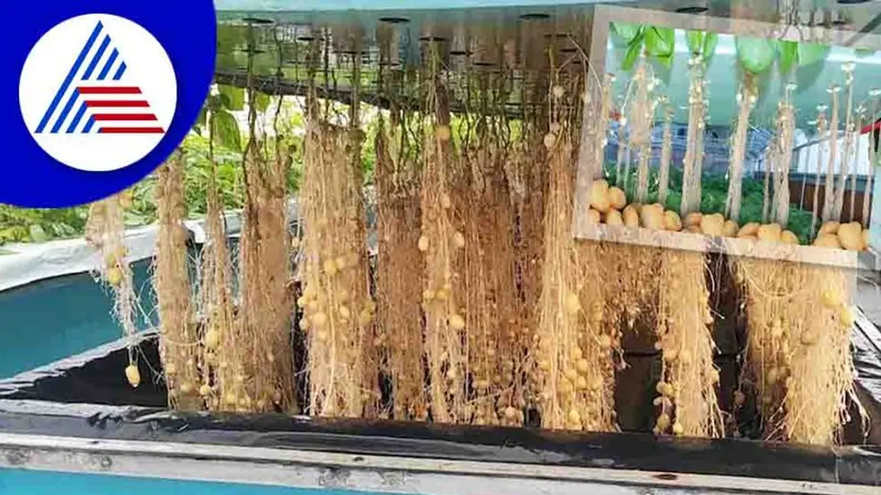 Aeroponic Agriculture: ಮಣ್ಣಿನಡಿ ಮಾತ್ರವಲ್ಲ, ಗಾಳಿಯಲ್ಲೂ ಬೆಳೆಯುತ್ತೆ ಆಲೂಗಡ್ಡೆ! Aeroponic Agriculture: ಮಣ್ಣಿನಡಿ ಮಾತ್ರವಲ್ಲ, ಗಾಳಿಯಲ್ಲೂ ಬೆಳೆಯುತ್ತೆ ಆಲೂಗಡ್ಡೆ!