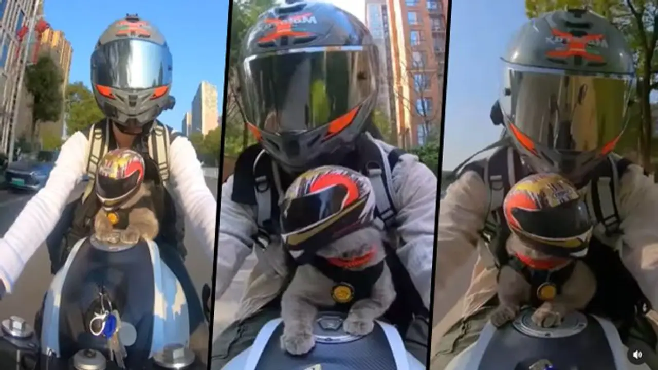 This adorable video of cat riding bike and wearing a tiny helmet will melt your heart; watch This adorable video of cat riding bike and wearing a tiny helmet will melt your heart; watch