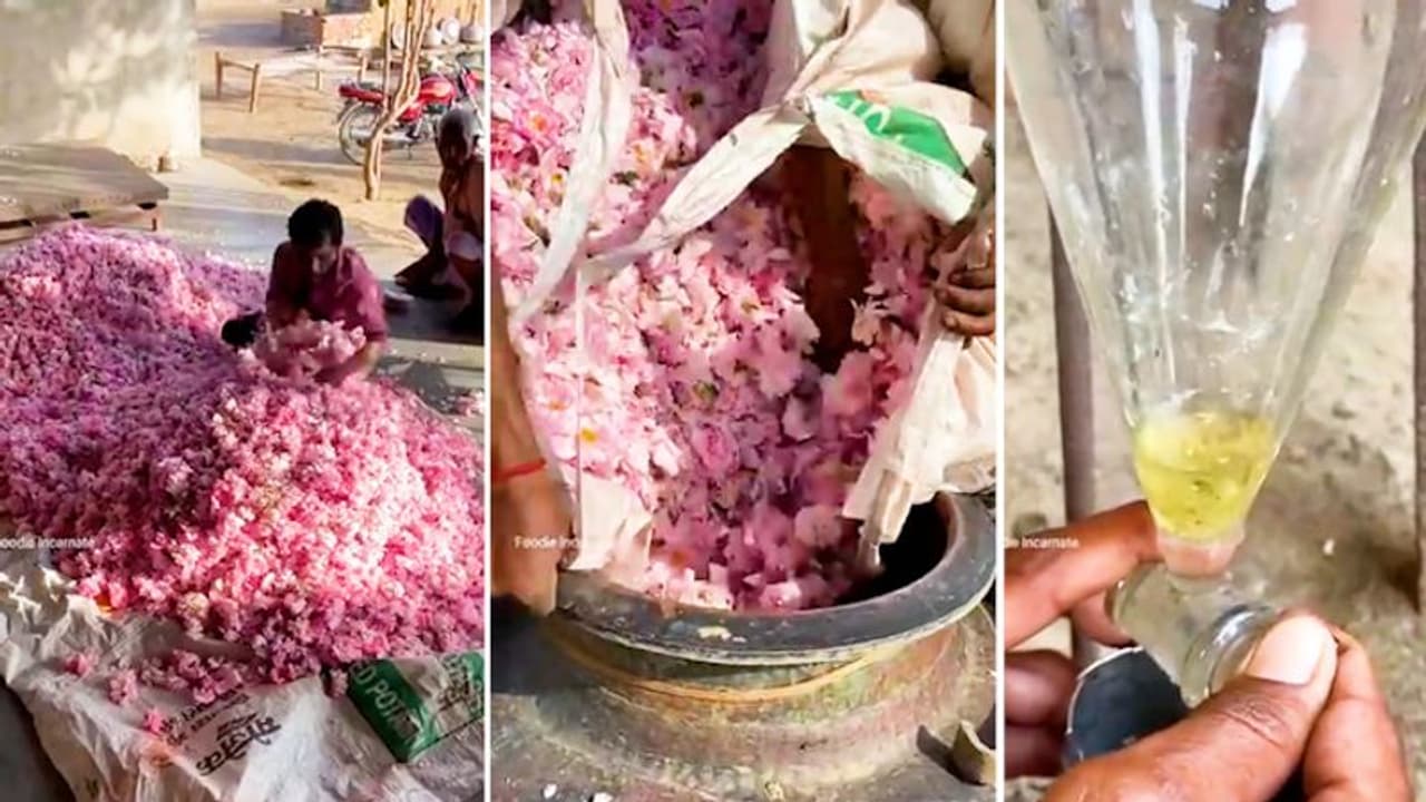 Know how rose essence is prepared? Watch incredible clip for details
