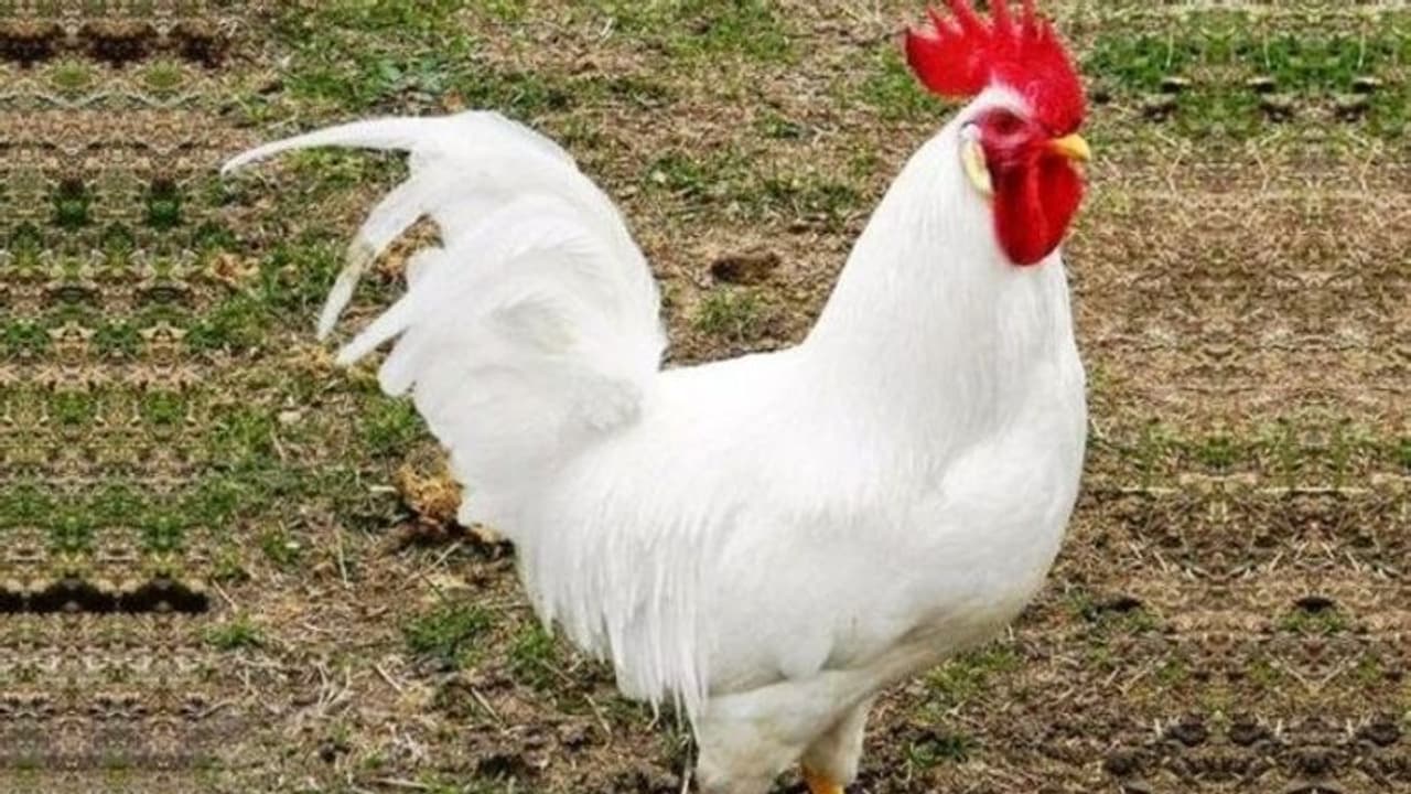 मध्य प्रदेश का दिलचस्प मामला: एक मुर्गे की वजह से देवरानी जेठानी बन गईं दुश्मन, पति पत्नी ने जहर तक खा लिया मध्य प्रदेश का दिलचस्प मामला: एक मुर्गे की वजह से देवरानी जेठानी बन गईं दुश्मन, पति पत्नी ने जहर तक खा लिया