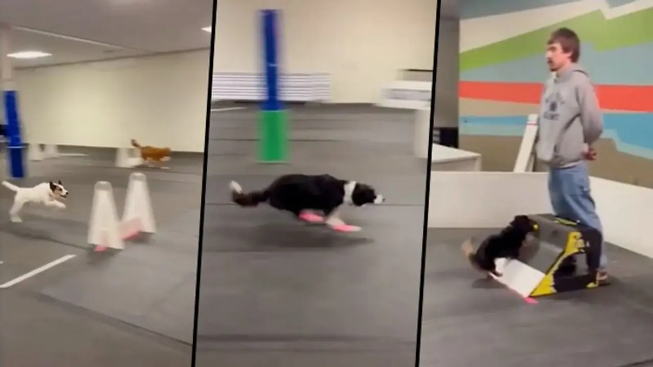 Dogs competing in a hurdle race will make your day; watch Dogs competing in a hurdle race will make your day; watch