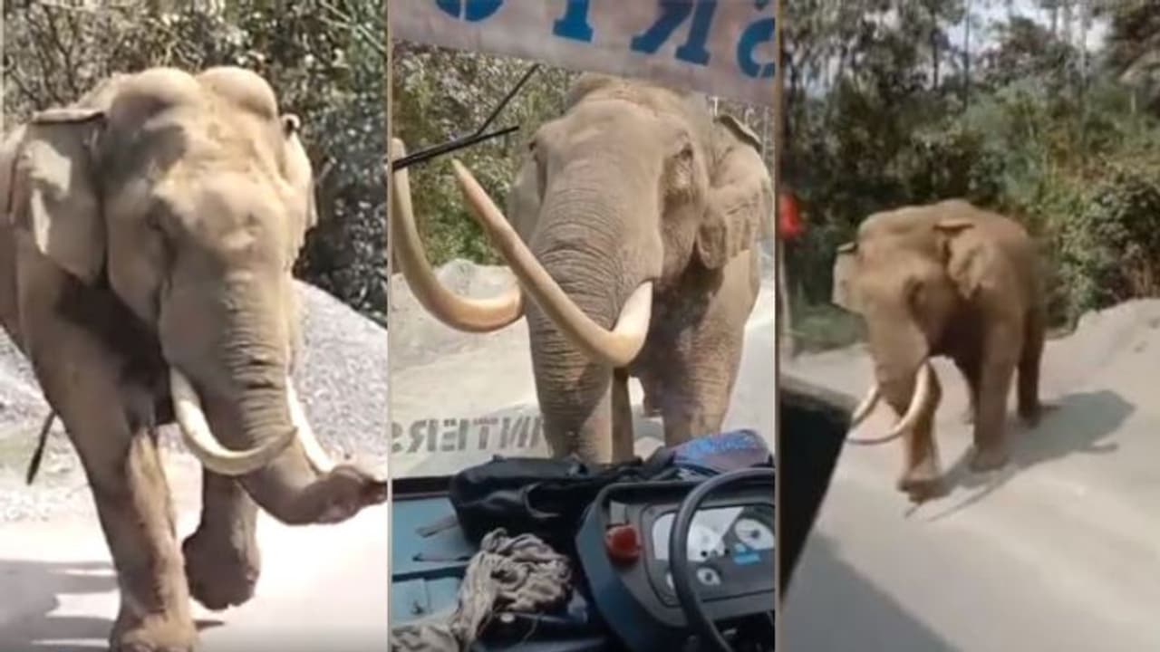 കൊമ്പുകുലുക്കി ആനവണ്ടിക്ക് മുന്നില്‍ 'പടയപ്പ'; വെട്ടിച്ചെടുത്ത് ഡ്രൈവര്‍, അപാര ധൈര്യമെന്ന് സോഷ്യല്‍ മീഡിയ