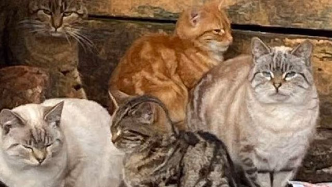 ഉടമ മരിച്ചു, വീട്ടിൽ കണ്ടെത്തിയത് പരസ്പരം പോരടിച്ചും വിശന്നും കഴിയുന്ന 40 പൂച്ചകളെ ഉടമ മരിച്ചു, വീട്ടിൽ കണ്ടെത്തിയത് പരസ്പരം പോരടിച്ചും വിശന്നും കഴിയുന്ന 40 പൂച്ചകളെ