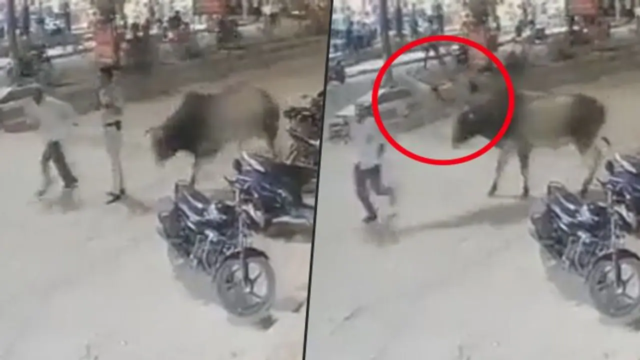 Delhi cop thrown into air after a bull attacks; watch horrifying video Delhi cop thrown into air after a bull attacks; watch horrifying video