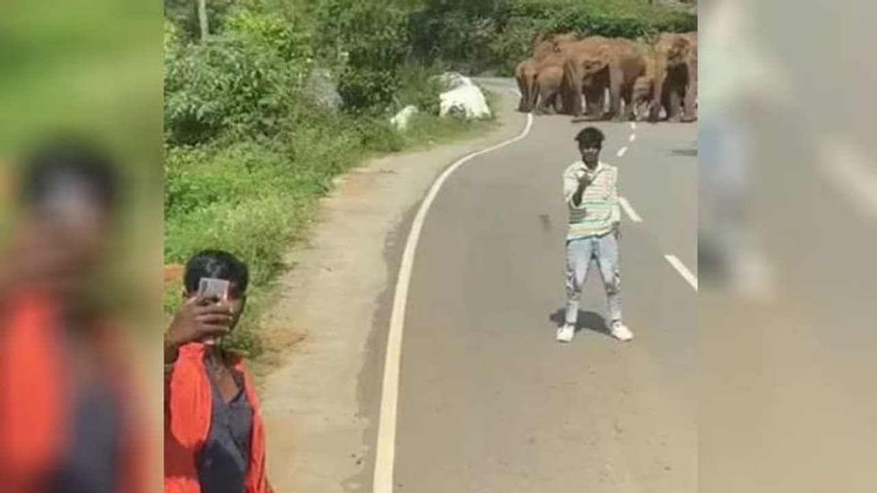 போடா அங்கிட்டு... செல்ஃபி எடுத்தவர்களை விரட்டிய காட்டு யானைகள்... குன்னூரில் பரபரப்பு..!