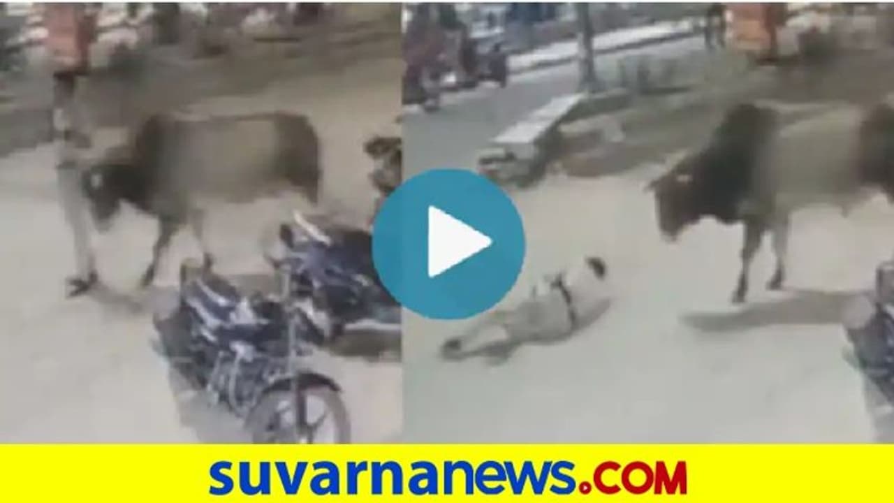 ಕರ್ತವ್ಯ ನಿರ್ವಹಿಸುತ್ತಿದ್ದ ಟ್ರಾಫಿಕ್‌ ಪೊಲೀಸ್‌ನ್ನು ಎತ್ತಿ ಬಿಸಾಕಿದ ಗೂಳಿ