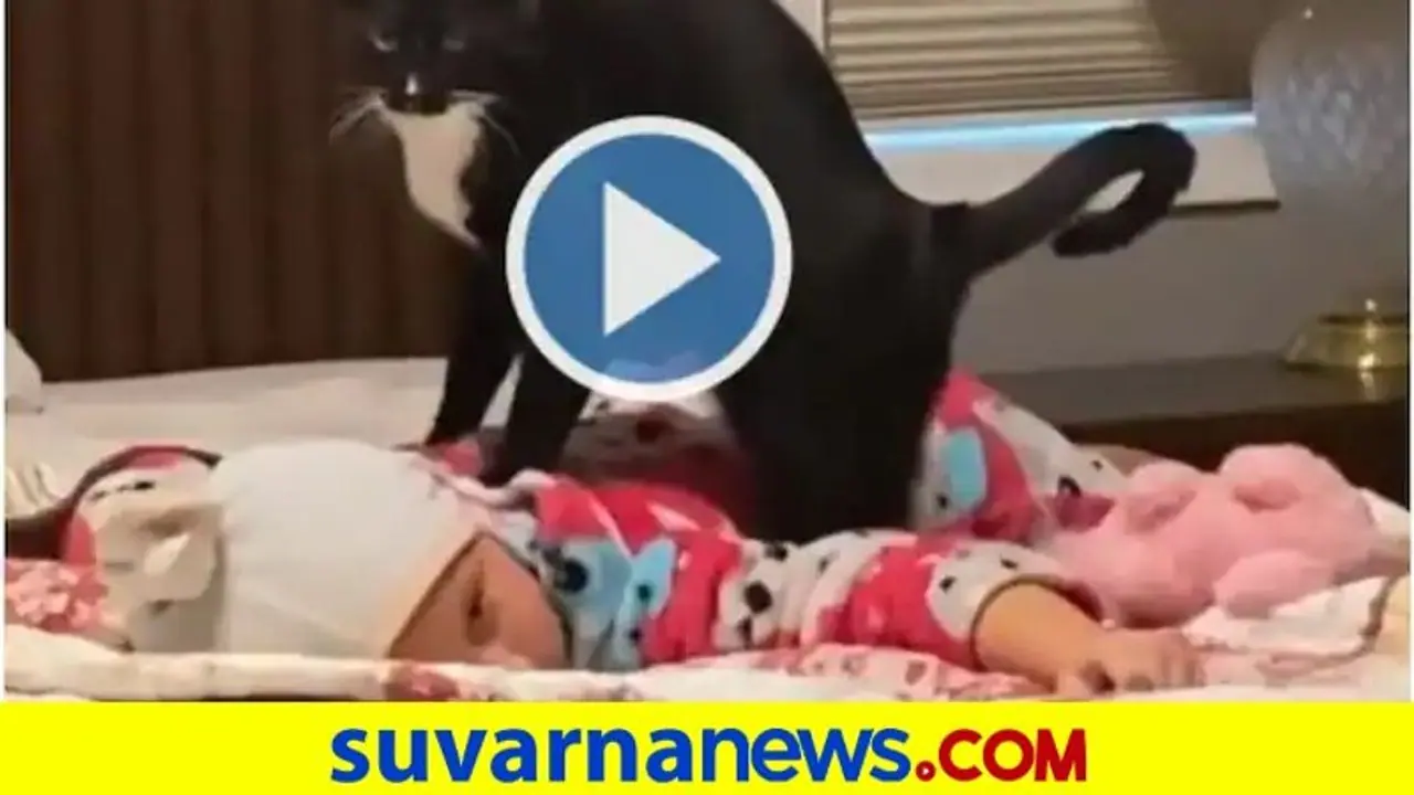 ಹಾಲುಗಲ್ಲದ ಕೂಸಿಗೆ ಮಸಾಜ್ ಮಾಡುವ ಬೆಕ್ಕು: ವಿಡಿಯೋ ವೈರಲ್