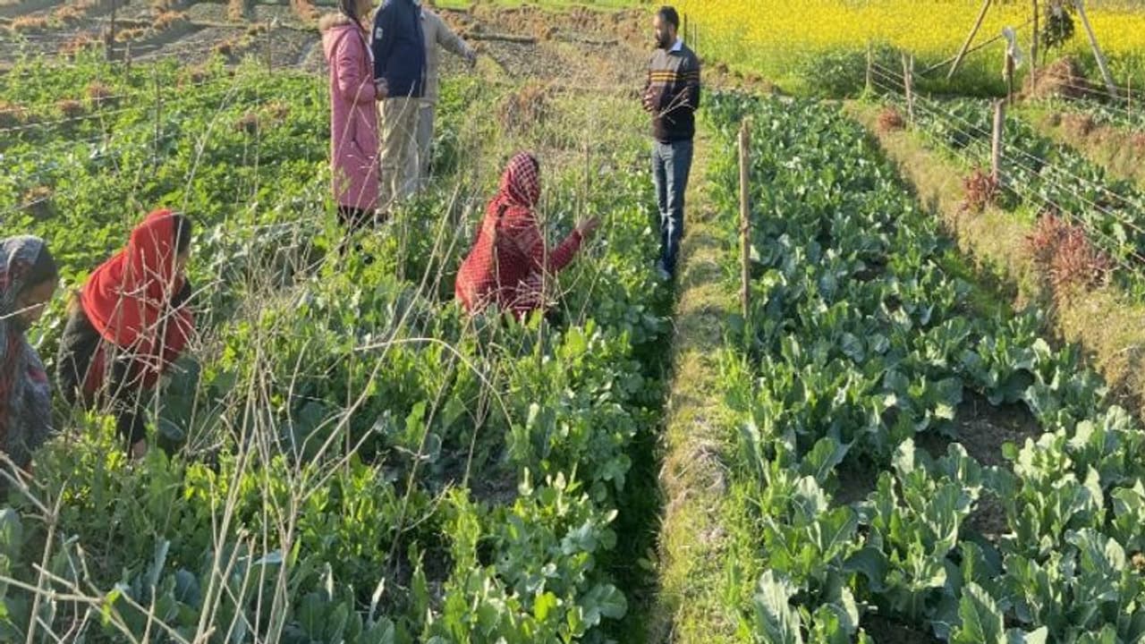 ప్రకృతి వ్యవసాయంతో విజయగాథలు లిఖిస్తున్న హిమాచల్ మహిళలు.. ప్రకృతి వ్యవసాయంతో విజయగాథలు లిఖిస్తున్న హిమాచల్ మహిళలు..