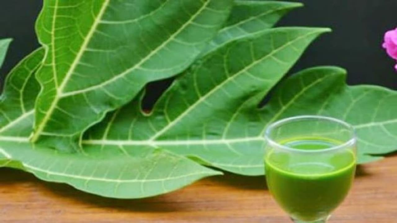 रहिए अलर्ट! डेंगू के लक्षण दिखें तो इस रामबाण औषधि का करें इस्तेमाल, प्लेटलेट्स काउंट्स बढ़ जाएंगे 