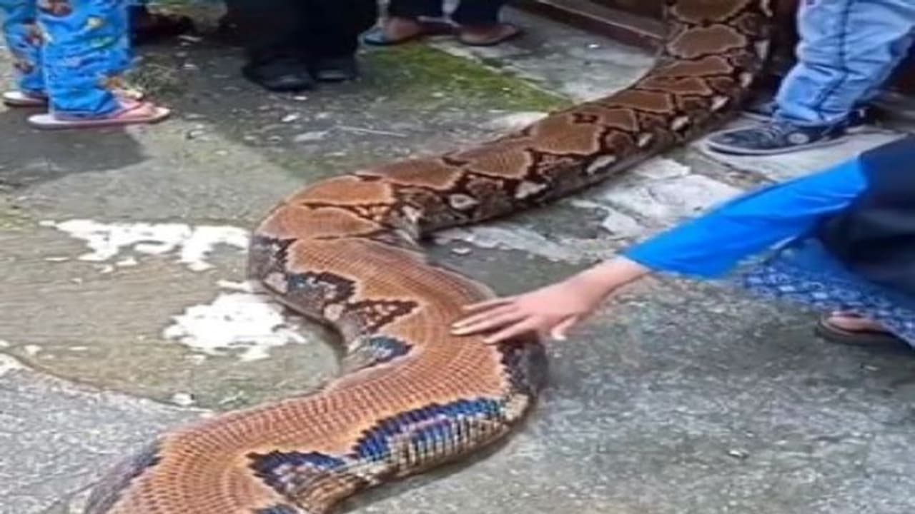 OMG! बाजार में निकला खतरनाक सांप, बड़ों की निकली चीख, बच्चे खिलौना समझ खेलने लगे, Video में देखें आगे क्या हुआ