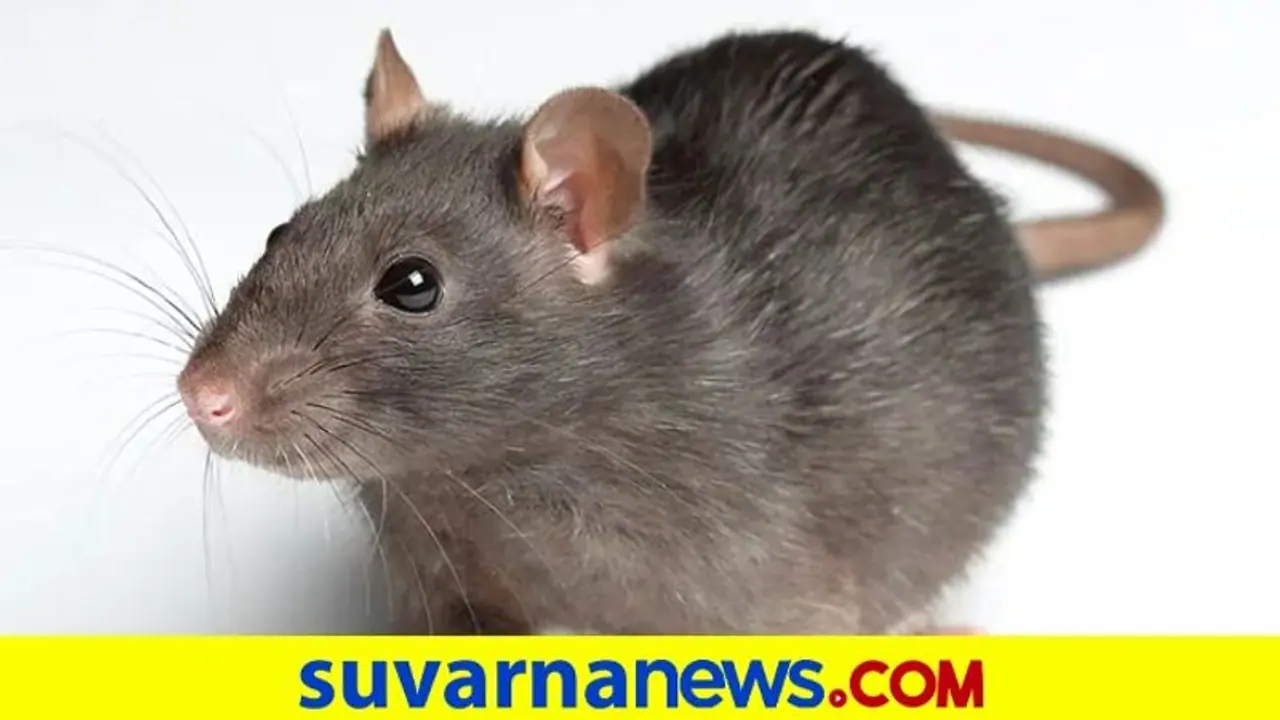 ইঁদুরের বয়স কমাতে সক্ষম হলেন বিজ্ঞানীরা, এবার কি তবে মানুষের বয়সও কমানো সম্ভব হবে