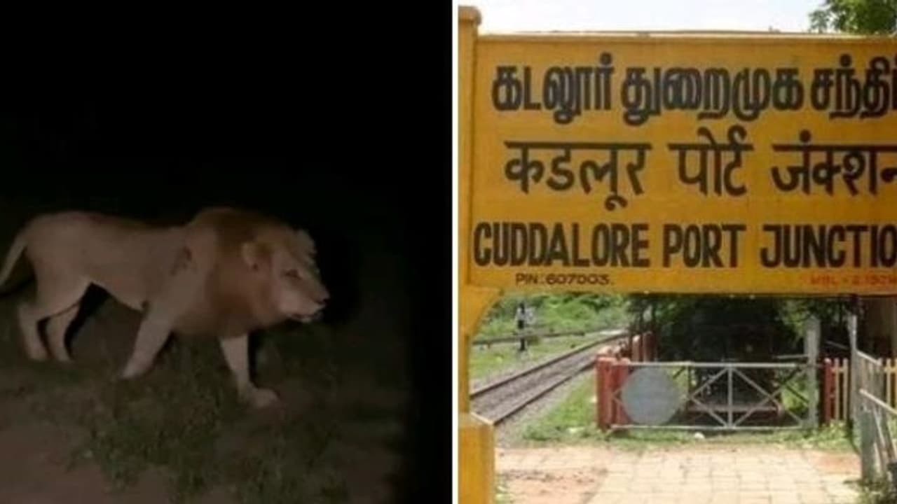 கடலூரில் உலாவிய சிங்கம் ?பீதியில் வீட்டிற்குள் தஞ்சமடைந்த பொதுமக்கள்..!