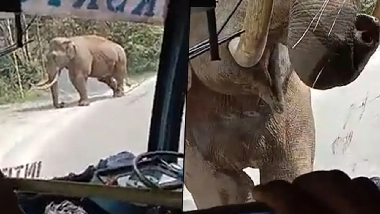 Elephant comes across a passenger bus in Kerala, breaks the windshield; watch Elephant comes across a passenger bus in Kerala, breaks the windshield; watch
