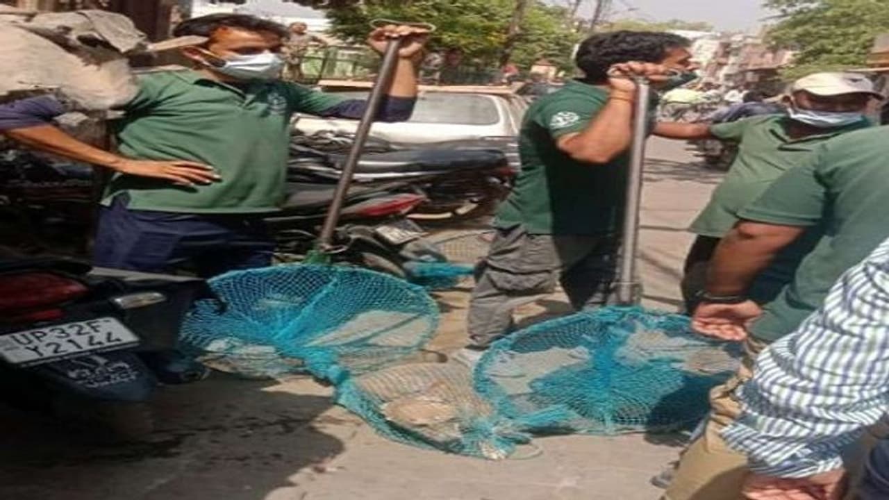 लखनऊ के ठाकुरगंज में कुत्तों के काटने से हुई मासूम की मौत, मानवाधिकार आयोग ने एक हफ्ते में मांगी रिपोर्ट लखनऊ के ठाकुरगंज में कुत्तों के काटने से हुई मासूम की मौत, मानवाधिकार आयोग ने एक हफ्ते में मांगी रिपोर्ट