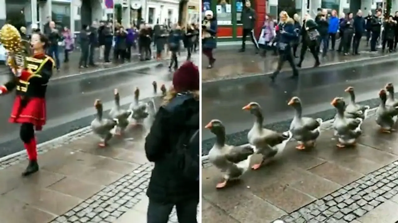 Ever seen a swan parade? Watch this incredible video