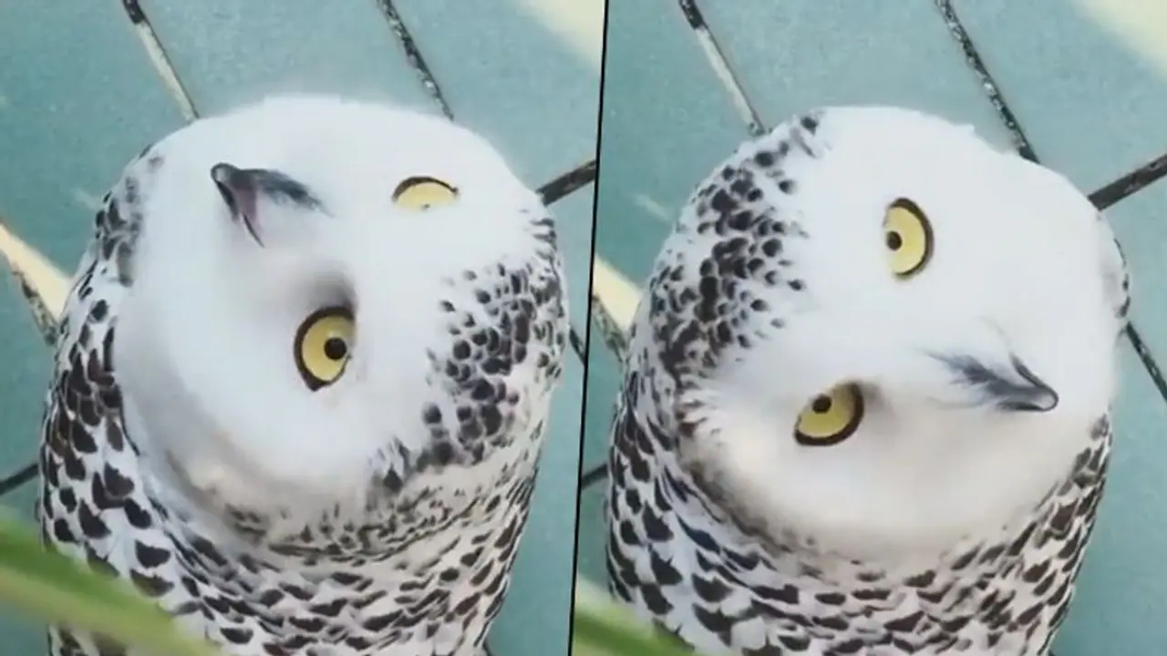 Viral video: Owl rotates head upside down; confused netizens Viral video: Owl rotates head upside down; confused netizens