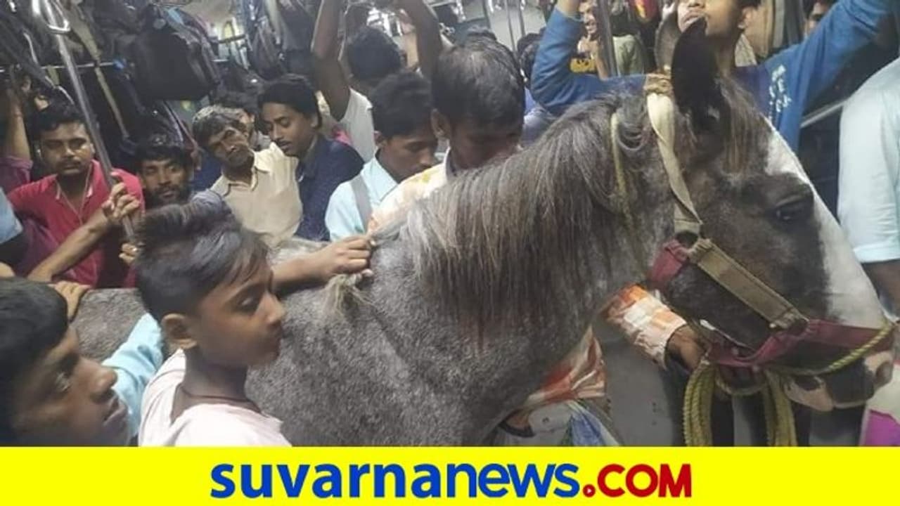 ಲೋಕಲ್‌ ಟ್ರೈನೇರಿದ ಕುದುರೆ : ಫೋಟೋ ವೈರಲ್, ತನಿಖೆಗೆ ಆದೇಶ