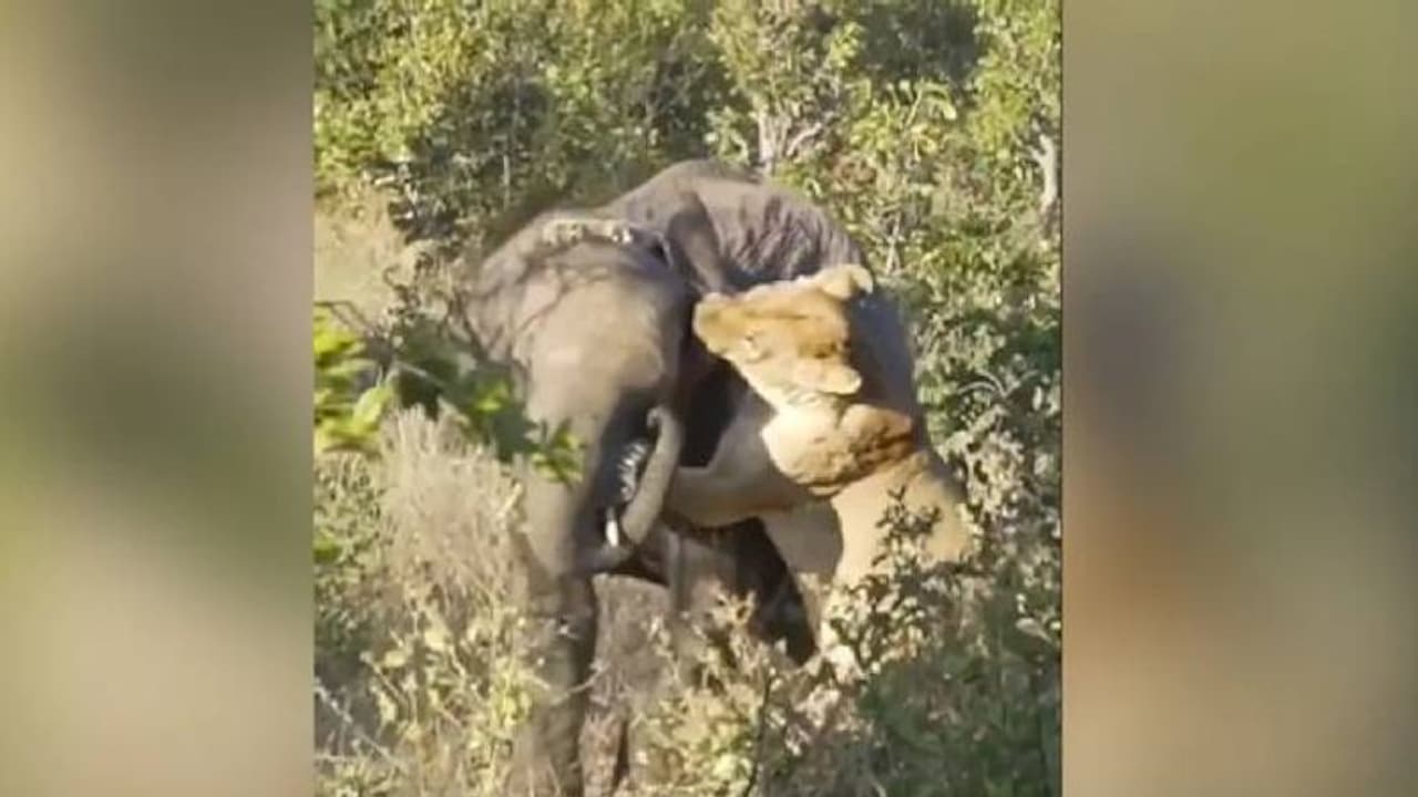ആനയെ വേട്ടയാടാൻ ശ്രമിച്ച് വാലും പൊക്കി ഓടേണ്ടി വന്ന സിംഹം, വൈറലായി വീഡിയോ ആനയെ വേട്ടയാടാൻ ശ്രമിച്ച് വാലും പൊക്കി ഓടേണ്ടി വന്ന സിംഹം, വൈറലായി വീഡിയോ