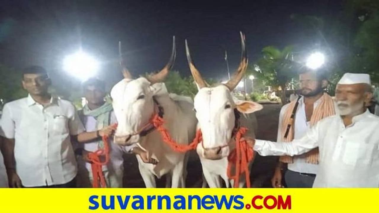 Vijayapura: ಭಲೇ ಬಸವ: ರೈತನಿಗೆ ಚಿನ್ನ ಗೆದ್ದುಕೊಟ್ಟ ಬಂಗಾರದಂತ ಎತ್ತುಗಳು..! Vijayapura: ಭಲೇ ಬಸವ: ರೈತನಿಗೆ ಚಿನ್ನ ಗೆದ್ದುಕೊಟ್ಟ ಬಂಗಾರದಂತ ಎತ್ತುಗಳು..!