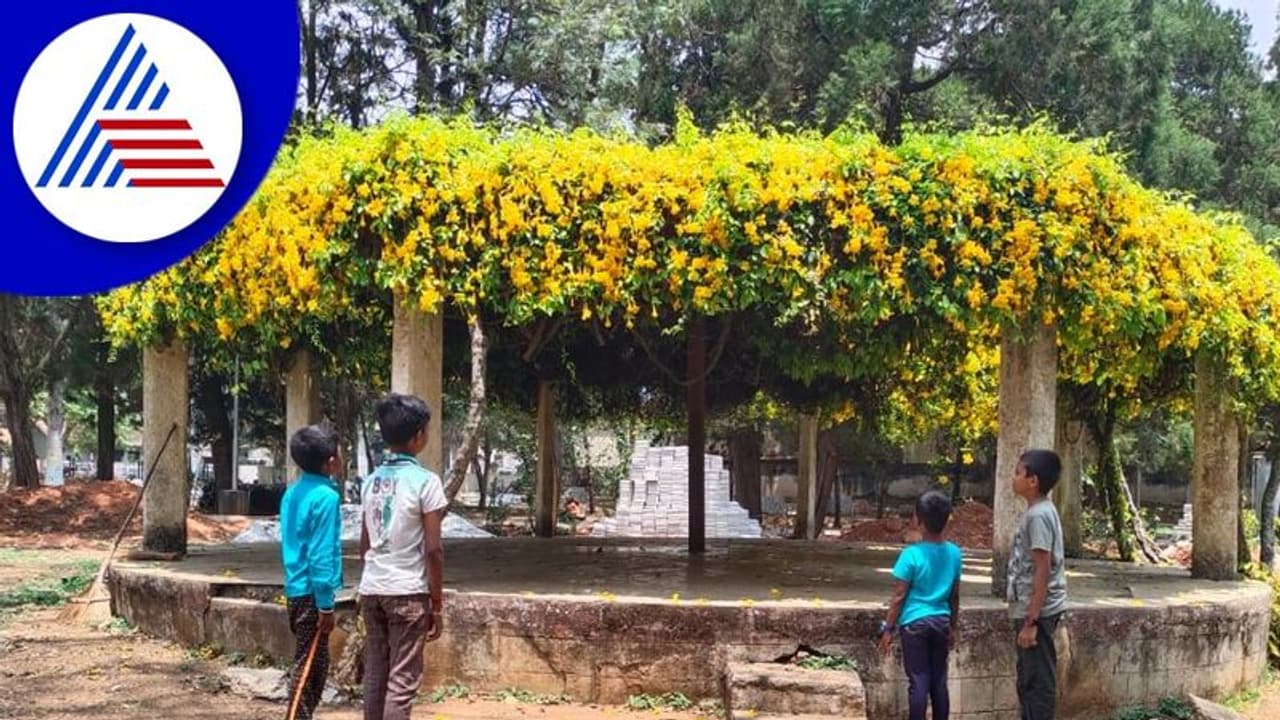 Chikkamagaluru: ಕಾಫಿನಾಡಲ್ಲಿ ಅರಳಿನಿಂತ ಅಪರೂಪದ ಆಲ್ಮಂಡ ಕ್ಯಾಥರಿಟಿಕಾ ಹೂವು