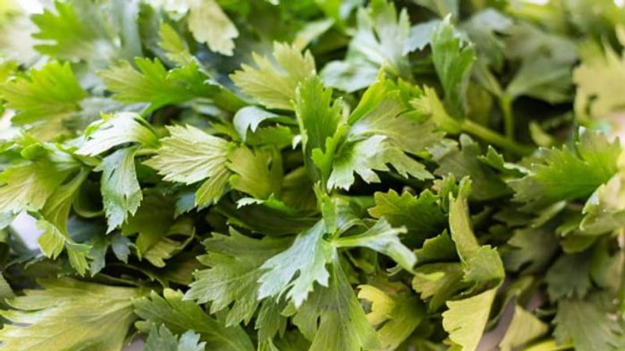 സെലറിയുടെ ഈ ഗുണങ്ങൾ അറിയാതെ പോകരുത് സെലറിയുടെ ഈ ഗുണങ്ങൾ അറിയാതെ പോകരുത്