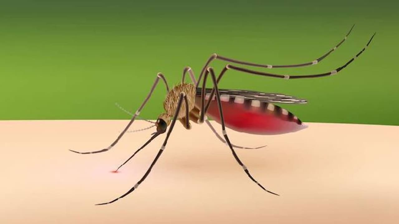 കൊതുകിനെ തുരത്താൻ ഇതാ ചില വഴികൾ